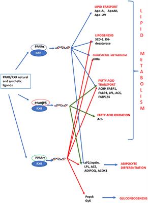 Lipid Metabolism Alteration by Endocrine Disruptors in Animal Models: An Overview